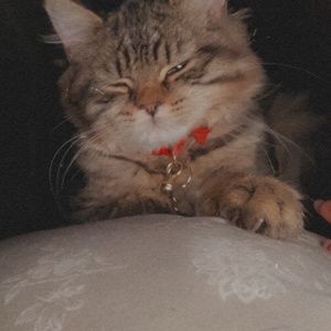 Meet your Posher, Ella